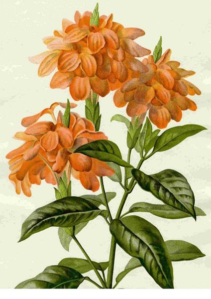 Fountain of Flowers 2 -  Set 08. 60 Pages to DOWNLOAD